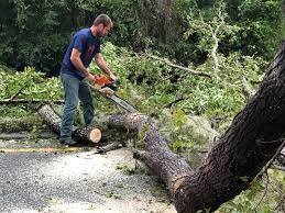 How Our Tree Care Process Works  in  Windber, PA
